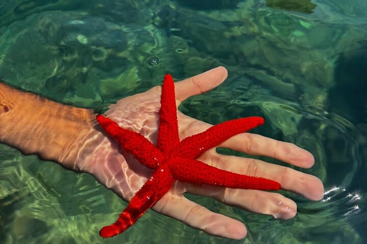 Starfish found and released in the coves of La Ciotat.