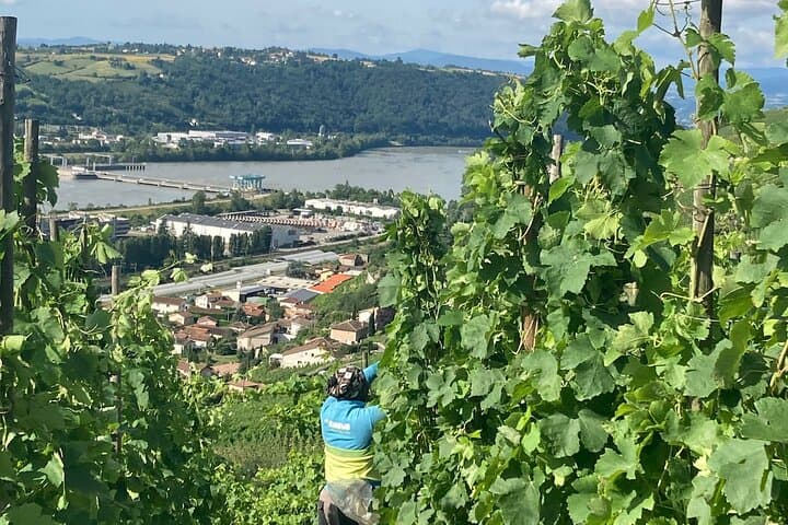 Hiking and Wine between Côte-Rôtie and Condrieu