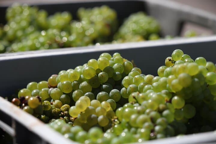 Visit and Tasting DE Crémants DE Bourgogne 1h45