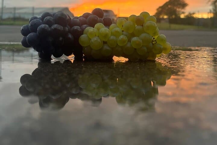 Visit and Tasting DE 4 Crémants DE Bourgogne 1h30