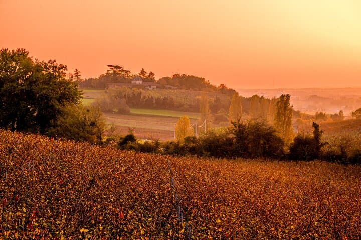 Fronsac vineyard