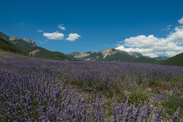 Fields of lavender