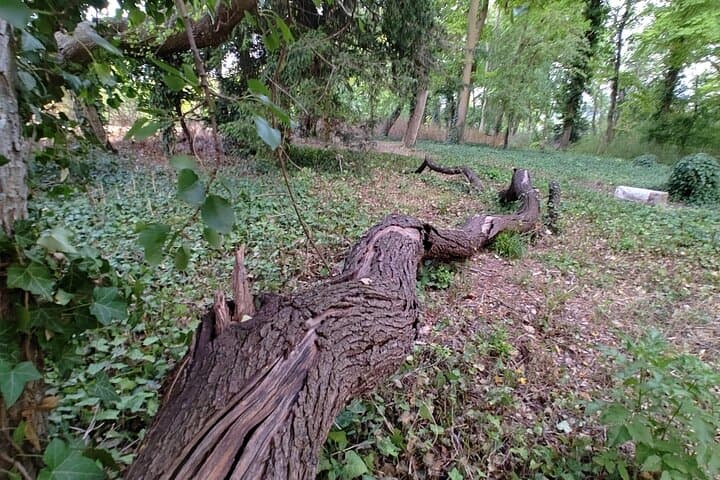 Trees lying down