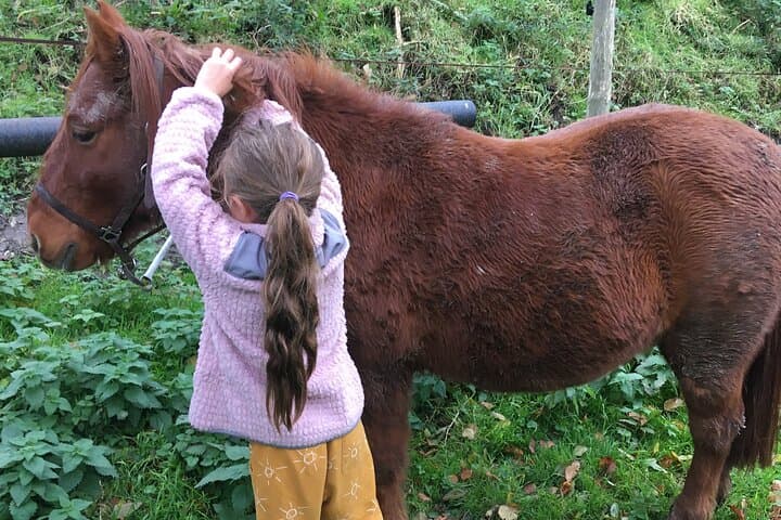 Equine coaching in Normandy Whispering in the ears of horses