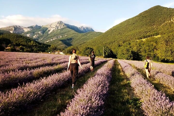 Sensory immersion in fields of lavender and lavender in bright colors.