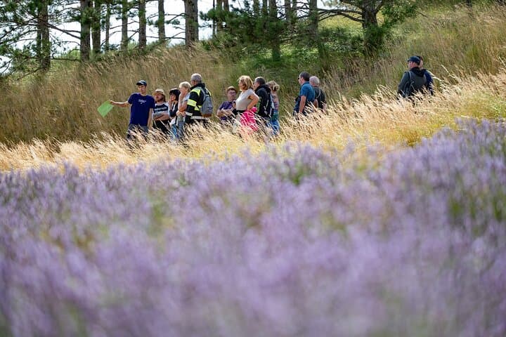Explanations of the benefits of lavender DE compost for the local environment.
