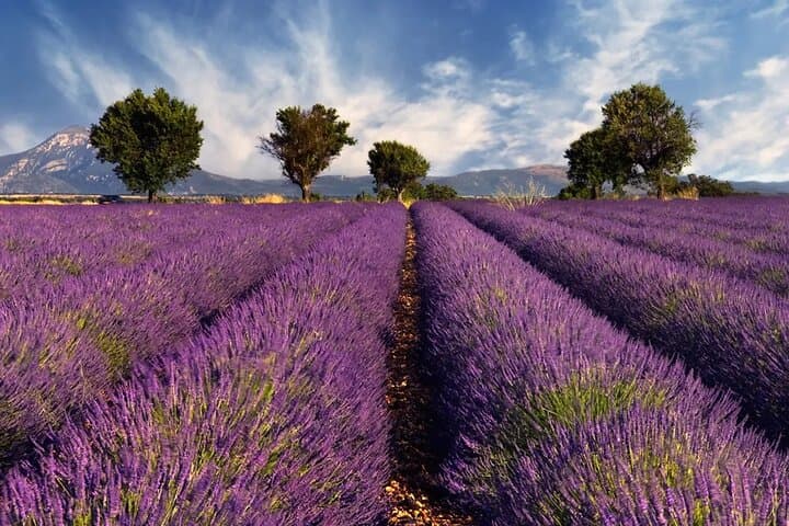 Lavender Fields and Hilltop Villages with Car and Private Guide