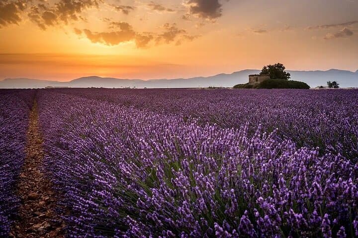 Lavender Fields and Hilltop Villages with Car and Private Guide