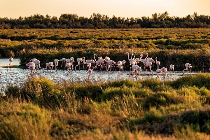 Private full day Camargue and Aigues-Mortes tour