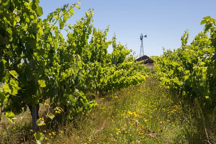 Visit Château Nodot and discover biodynamic viticulture
