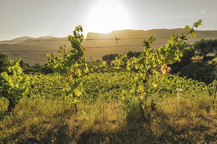 Cannes, Wine tasting, Provencal market & Countryside Private Tour