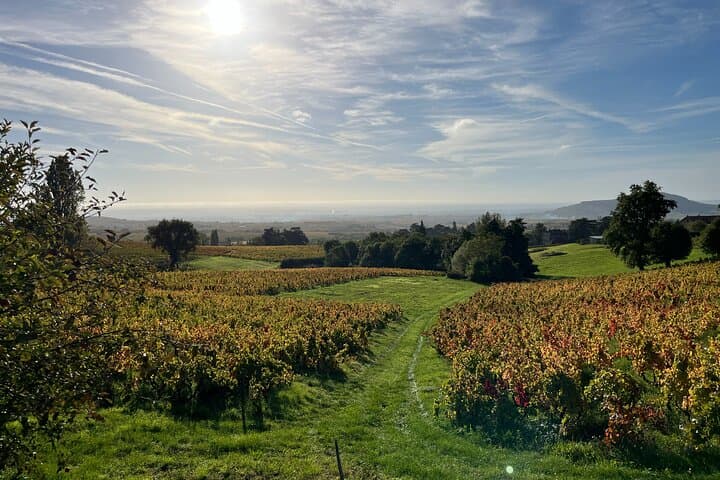 Private Beaujolais wine tour