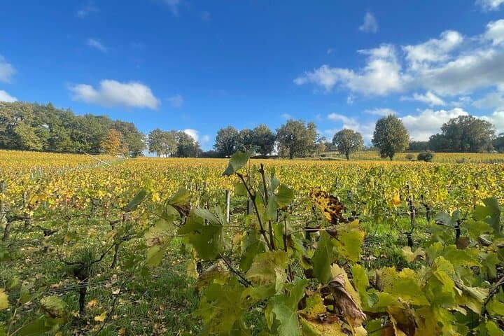 Saint-Emilion Pomerol Wine Tour Green Bordeaux