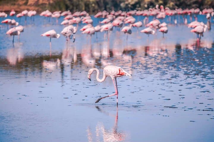 Camargue Day Trip Flamingos Wine and Dead Aquarius