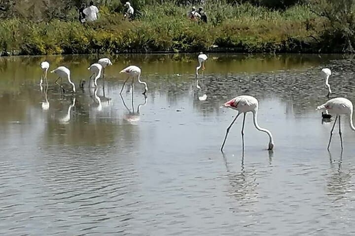 Camargue Day Trip Flamingos Wine and Dead Aquarius