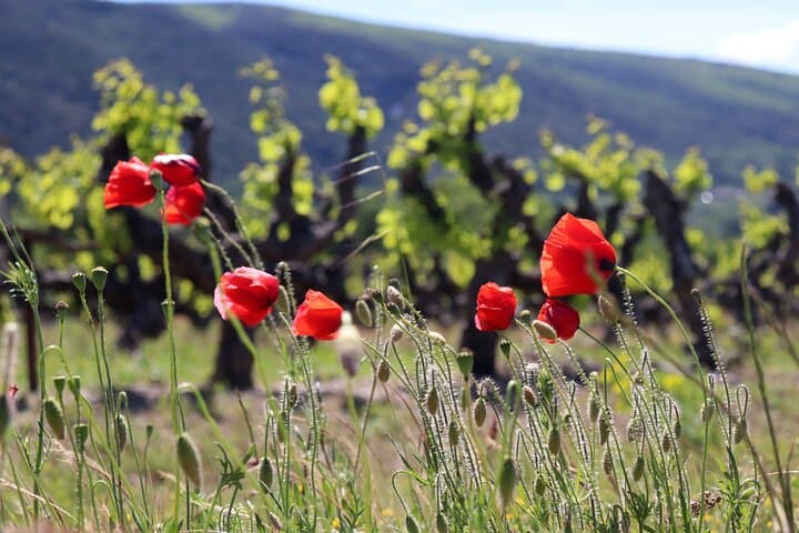 Gordes & Roussillon - Luberon Towns Morning Tour from Avignon