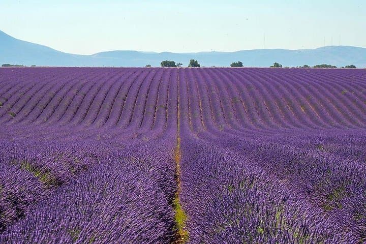 Verdon canyon, lavender of Valensole & Moustiers-Sainte-Marie