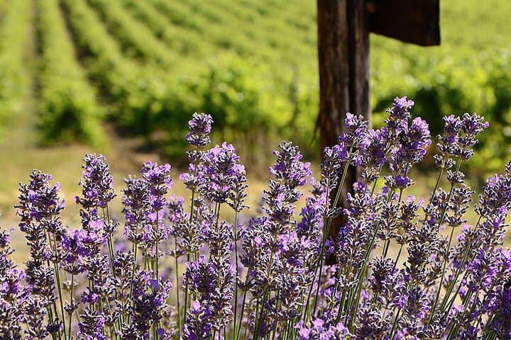 Grasse French Riviera Tour of Perfume and Wine