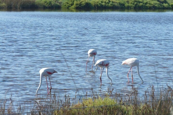 Camargue Full Day Tour from Avignon