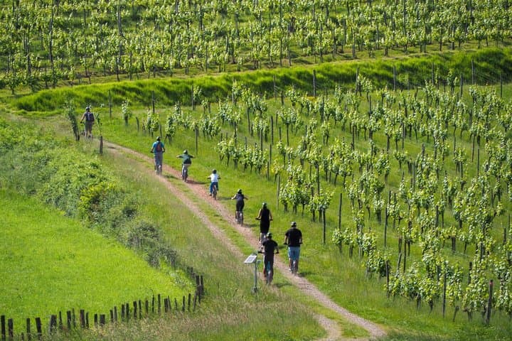 Vine tour in Irouléguy by electric scooter