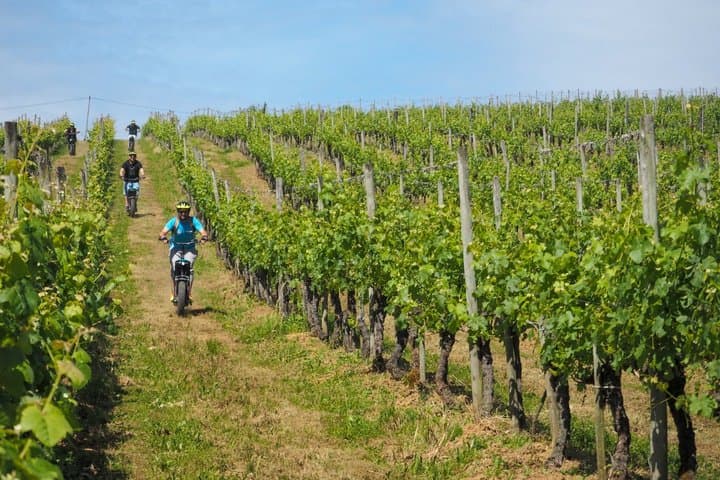 Vine tour in Irouléguy by electric scooter