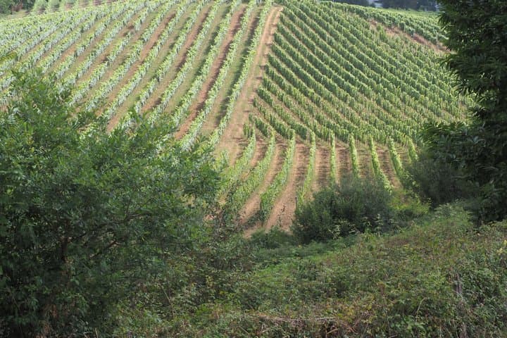 Vine tour in Irouléguy by electric scooter