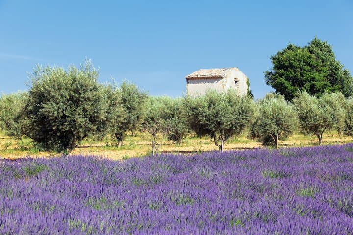 Luberon Wine Tour