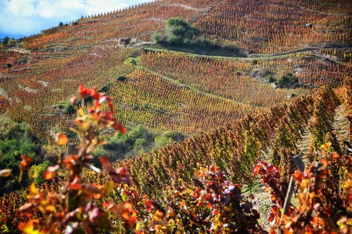 Northern Rhône Valley Wine Private Tour from Lyon
