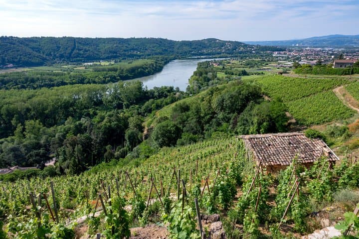 Northern Rhône Valley Wine Private Tour from Lyon