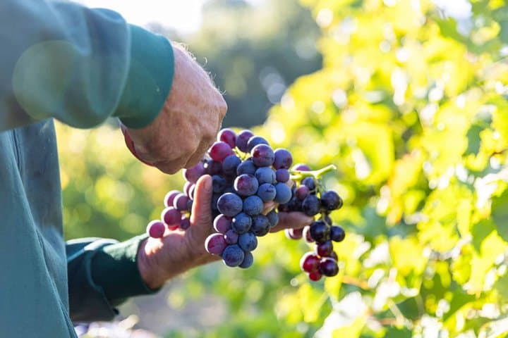 Luberon Wine Tour