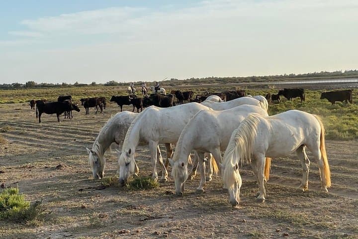 Saintes Marie de la Mer, Camargue and Arles, private day