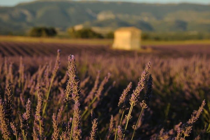 Sunset Lavender Tour