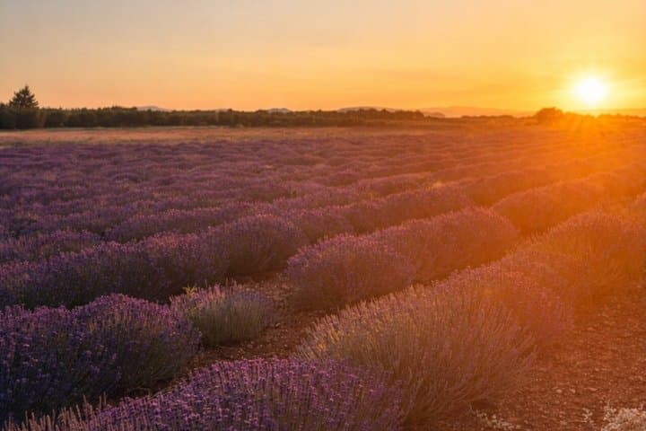 Sunset Lavender Tour