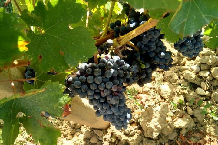 Bordeaux Private Wine Tours at Left Bank Graves