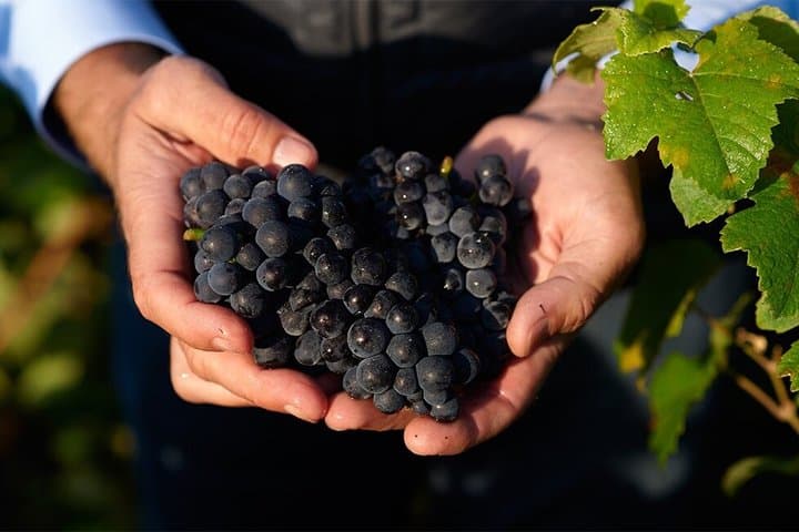 Champagne Régis Poissinet, Winery visit and tasting