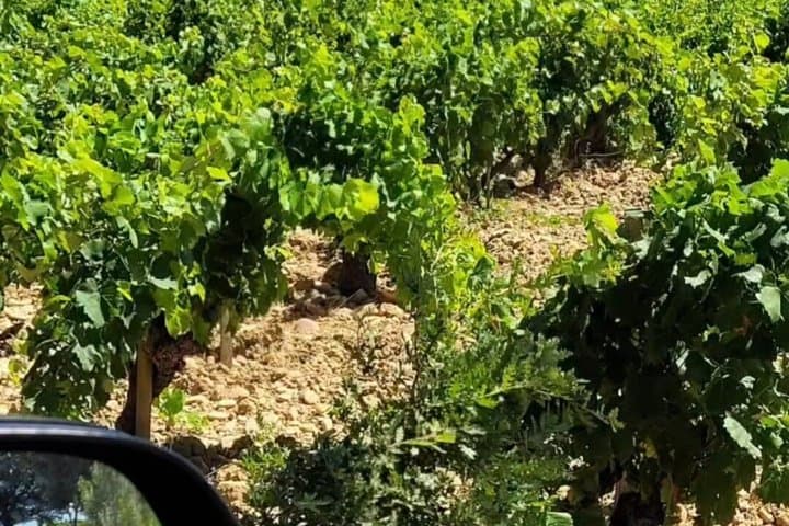 Private half-day tour of Châteauneuf du Pape from Avignon