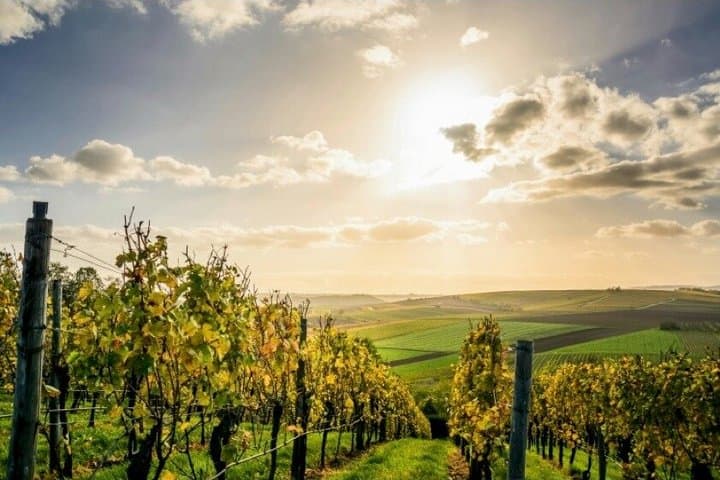 Exclusive Champagne Day Private Tour
