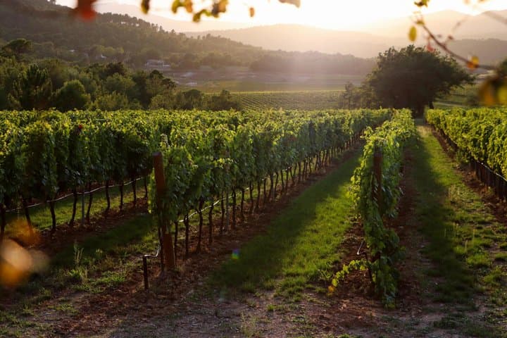 Visit of one of the most modern cellars in Provence