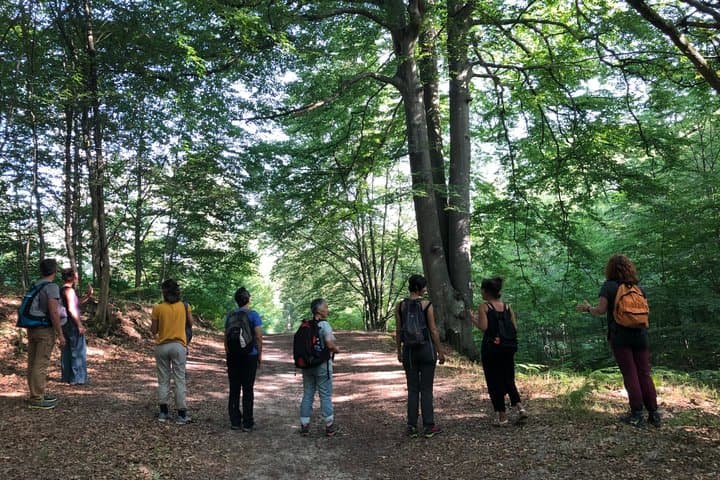 Silvotherapy an immersion in the heart of nature near Tours