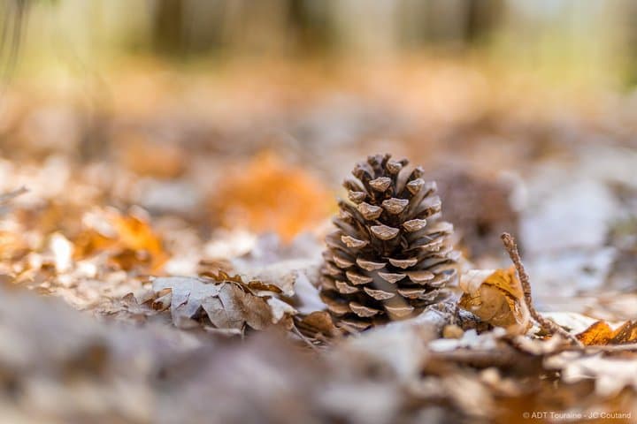 Silvotherapy an immersion in the heart of nature near Tours