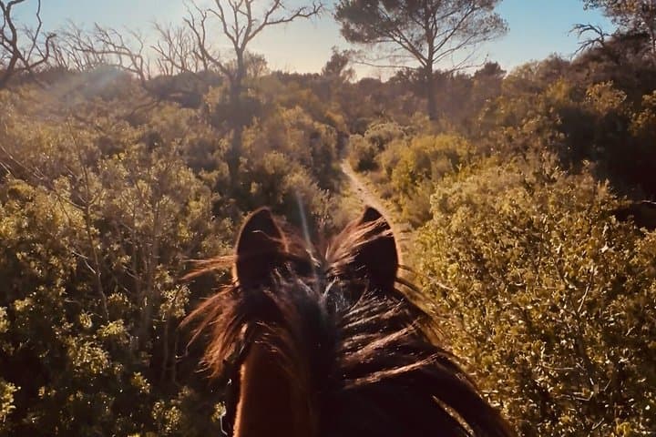 Horseback riding in Provence