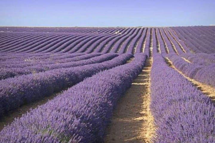 Lavender Landscapes and Provencal Flavors