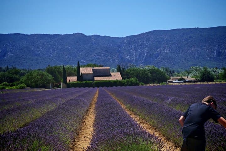 Lavender Landscapes and Provencal Flavors