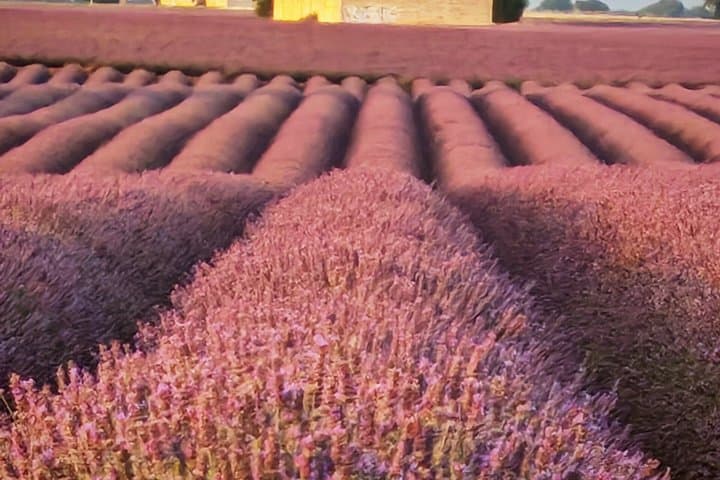 Lavender Landscapes and Provencal Flavors