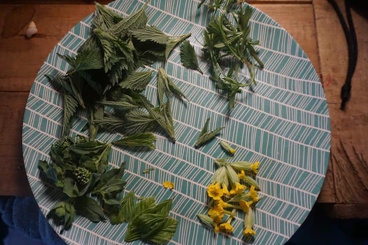 Discovery of edible wild plants