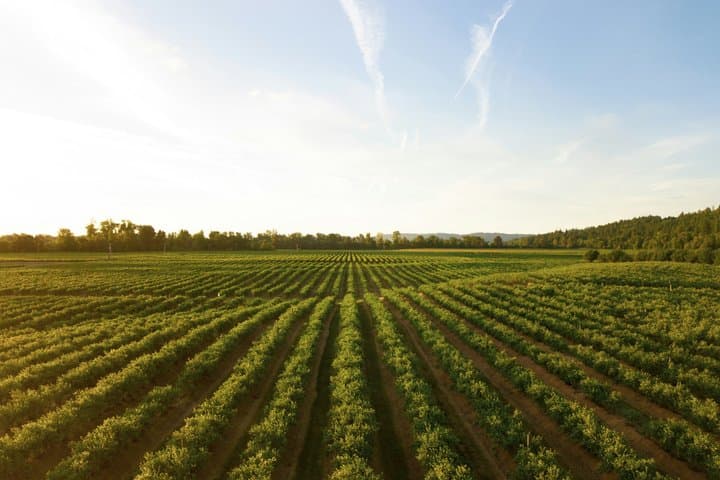 Sun Vines and Gold Rose Private Luxury Wine Journey from Cannes