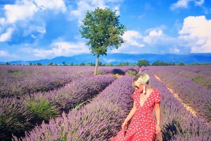 Canyon of Verdon and Lavender fields