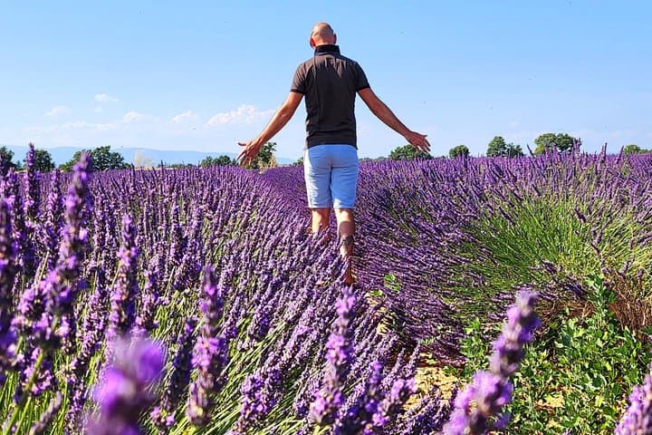 Canyon of Verdon and Lavender fields