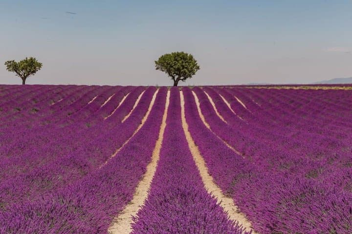 From Nice or Cannes Provence Lavender Fields and Verdon Tour