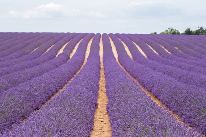 From Nice or Cannes Provence Lavender Fields and Verdon Tour
